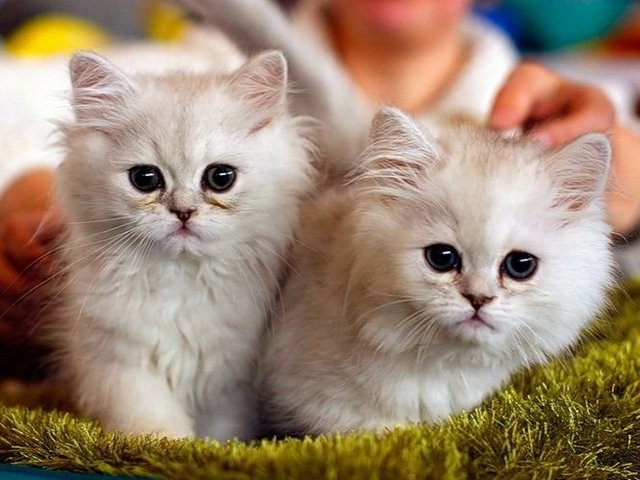 Породы кошек в Санкт-Петербурге | ЗооТом портал о животных