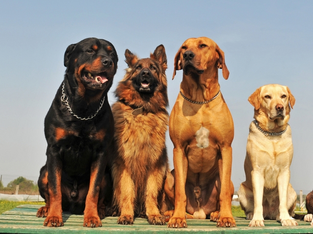 Крупные породы собак в Санкт-Петербурге | ЗооТом портал о животных